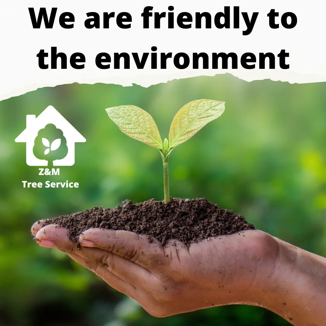tree service friendly to the environment Tree Service Friendly to the evironment