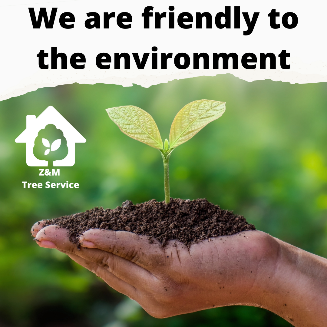 Tree Service Manassas Virginia