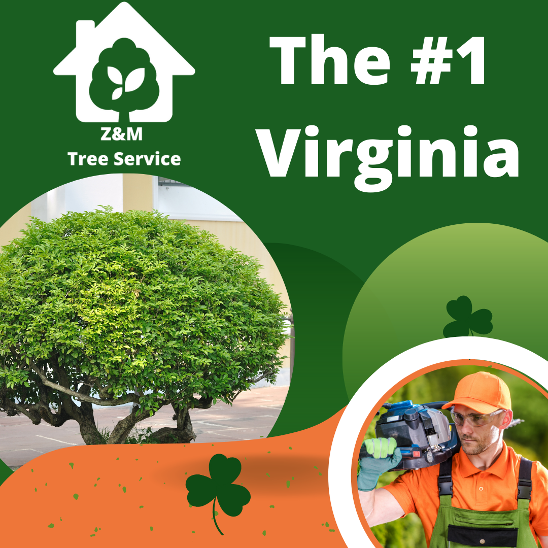 trees service near me