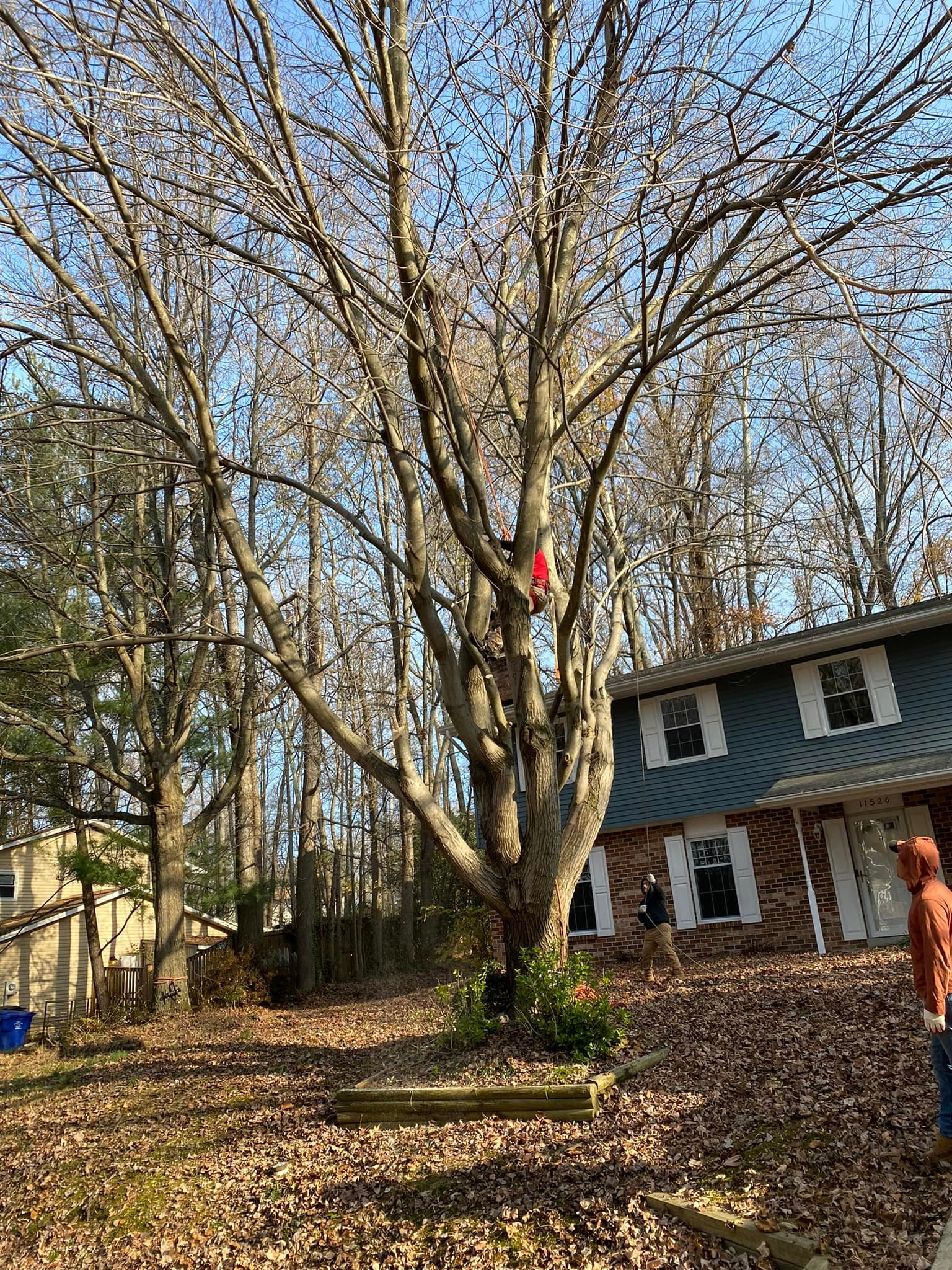 zm tree service are fairfax