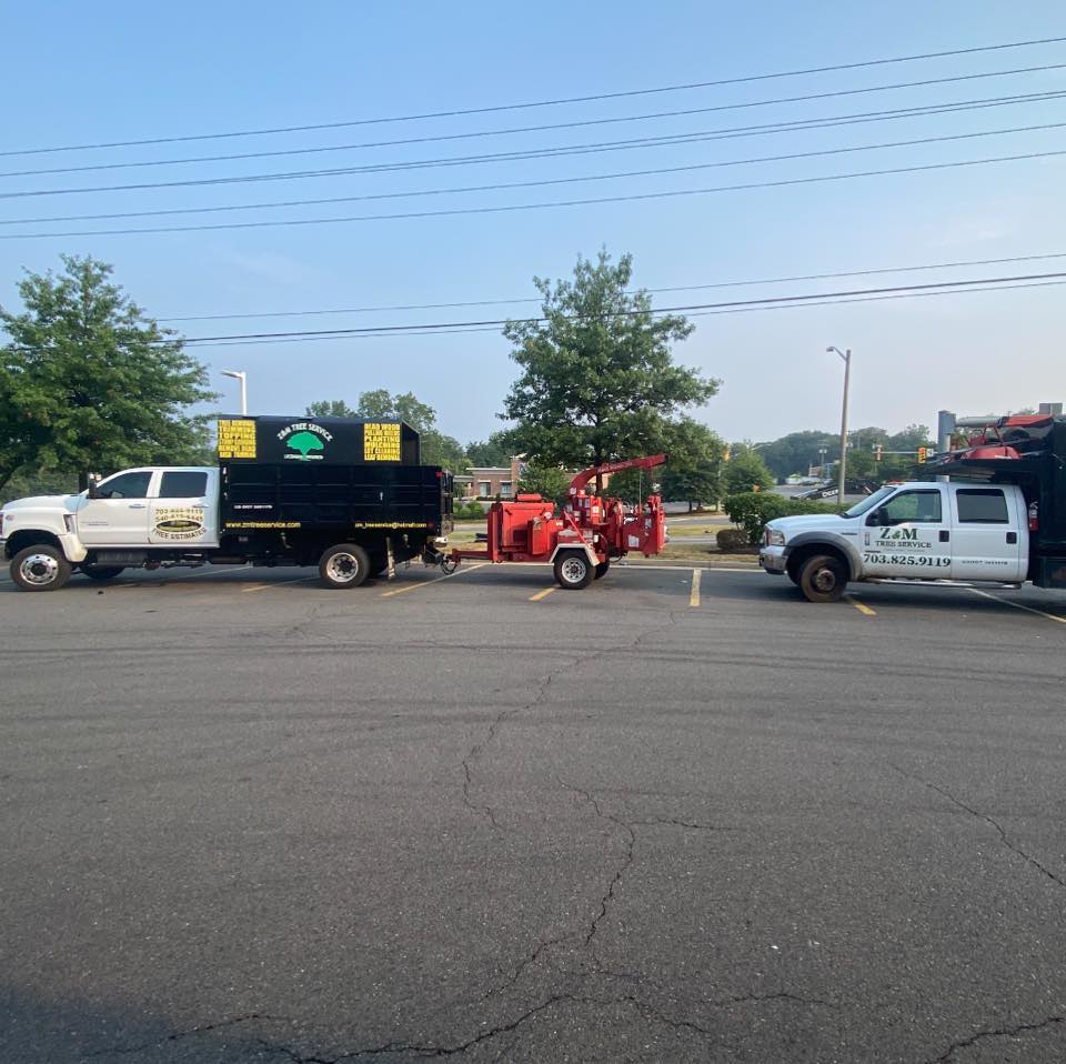 tree service 5