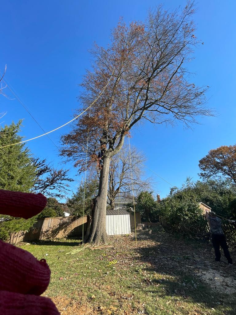 tree service near me tree service near me